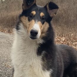 Collie Puppies from Creekwood Collies