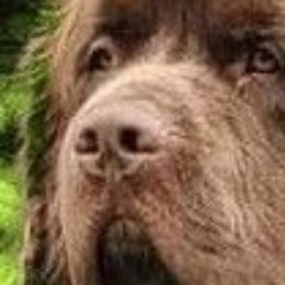 Cordelia - Newfoundland