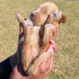 Girl 2 - Cream female Goldendoodle puppy in Forney, Texas from Cityline Goldendoodles