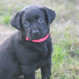 Boykin Spaniel and Labrador Retriever Puppies from Triple Creek Kennel