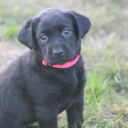 Boykin Spaniel and Labrador Retriever Puppies from Triple Creek Kennel