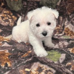 Boy 2 - White male West Highland White Terrier puppy in Scurry, Texas from Karen Williams's West Highland White Terriers & Pembroke Welsh Corgis