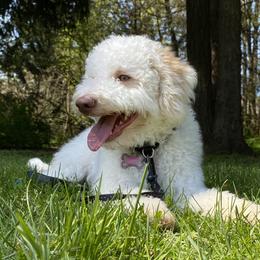Lucy - Full Rights to Breed dog - White female Lagotto Romagnolo puppy in Vancouver, Washington from Riverside Lagottos