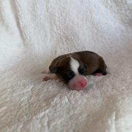 Cookie - Red female Pembroke Welsh Corgi puppy in Phelan, California from Desert Sunset Pembroke Welsh Corgis