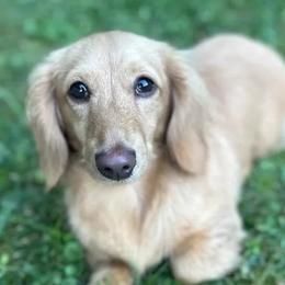 Bingo - Dachshund