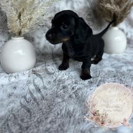 Dachshund Puppies from CSW Dachshunds