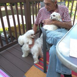 Maltese Puppies from Franny's Maltese Puppies