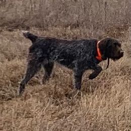 Birdie - Wirehaired Pointing Griffon