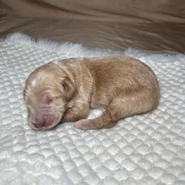 Orion - Cream male Goldendoodle puppy in Palmetto Bay, Florida from SOMIDOODLES