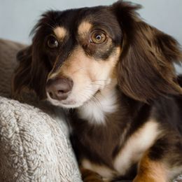 Bandit - Dachshund