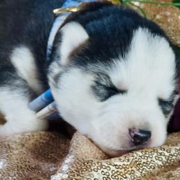 Jett - Black and white male Siberian Husky puppy in Atlanta, Georgia from Lobban Huskies