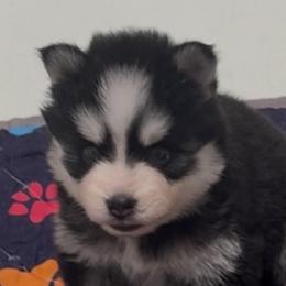 Cali - Black and white female Pomsky puppy in Spring Hill, Florida from PDQ Pomskies