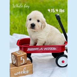 Golden Retriever Puppies from All shades Golden