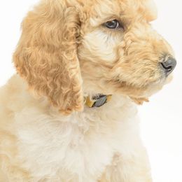 Poodle Puppies from DoodleHaven