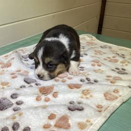 Girl 2 - Black and tan female Pembroke Welsh Corgi puppy in Narvon, Pennsylvania from Corgi Companions