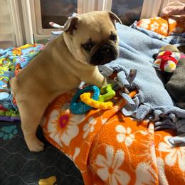 Raymond - Fawn male French Bulldog puppy in Neenah, Wisconsin from Mimosa Acres French Bulldogs LLC