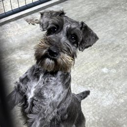 Jackie - Miniature Schnauzer