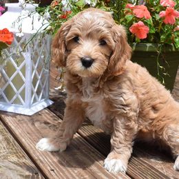 Australian Labradoodle Puppies from Joyful Hearts Australian Labradoodles