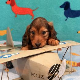 Mr. Singleton - Sable male Dachshund puppy in Hesperia, California from Aviator Doxies