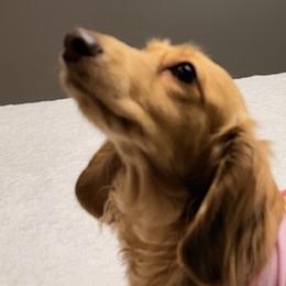 CALI - Dachshund