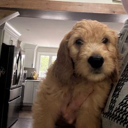 Flounder - Apricot male Goldendoodle puppy in Rochester, Massachusetts from Petal Perfect Puppies