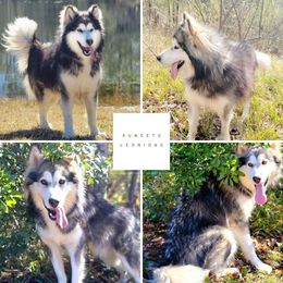 Leonidas - Alaskan Malamute