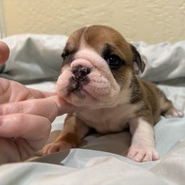 Girl 3 - Red and white female Bulldog puppy in Wolf Creek, Oregon from Dejah Bleu Bulldogs