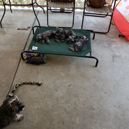 Miniature Schnauzer Puppies from Starbound Miniture Schnauzer's