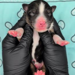 Quinn5Boy3- BTM,NBT, blue eyes likely, CHIC-OFA-DNA-AKC Titled Parents - Black tri-color male Australian Shepherd puppy in South Hill, Virginia from Silverside Aussies LLC