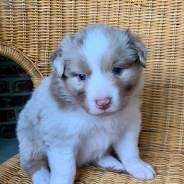 AKC Sparky - Red merle male Australian Shepherd puppy in Zeeland, Michigan from Apple Ridge AKC Aussies
