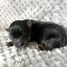 Trixie - Black and tan female Yorkshire Terrier puppy in California from All Star Yorkies