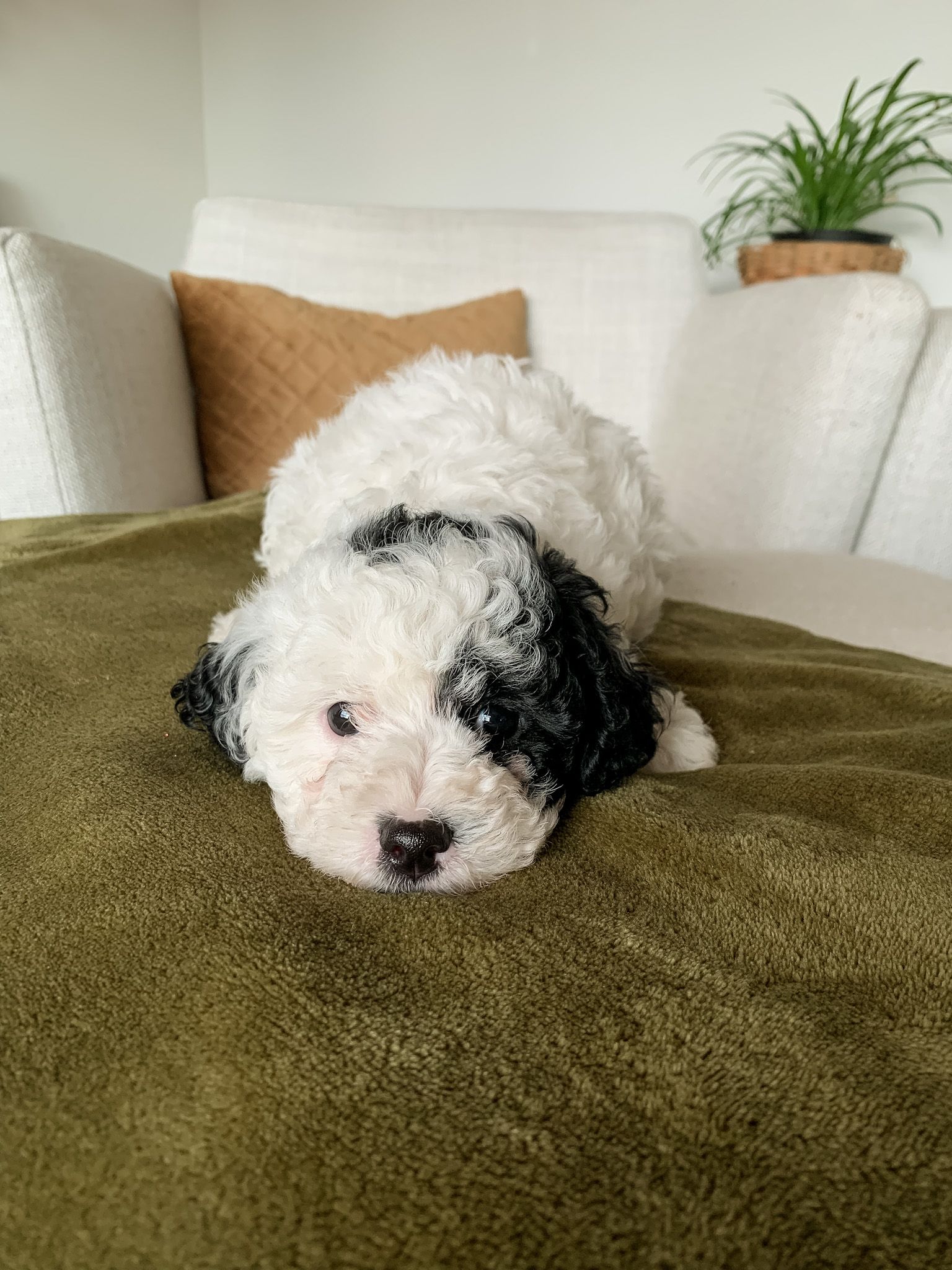 Hess Cavapoos in Virginia Cavapoo puppies Good Dog
