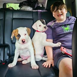 American Bulldog Puppies from Valor American Bulldogs