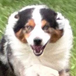Miniature American Shepherds from Malachi Kennels