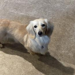 Holly - Dachshund