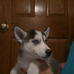 Luna - Black and white female Siberian Husky puppy in Brunswick, Ohio from Blue Star Siberians
