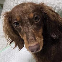 Fanny - Dachshund
