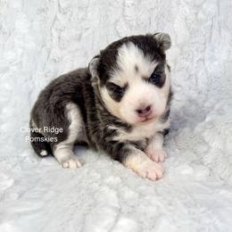Artesia - Blue female Pomsky puppy in Sheffield, Iowa from Clover Ridge Pomskies