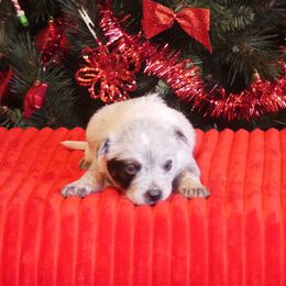 Donner - Blue mottled male Australian Cattle Dog puppy in Buffalo Valley, Tennessee from Buffalo Valley Breeders