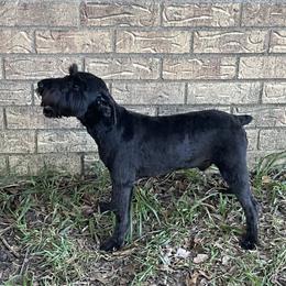 Dan - Miniature Schnauzer