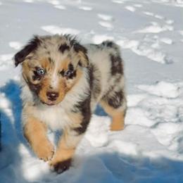 Reva - Red merle female Australian Shepherd puppy in West Union, Iowa from Boundless Hearts Australian Shepherds LLC