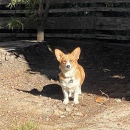 Paloma - Pembroke Welsh Corgi