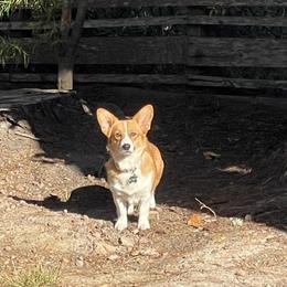 Paloma - Pembroke Welsh Corgi