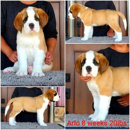 Saint Bernard Puppies from Heart Mountain Saint Bernards