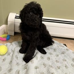 Zazu - Black male Poodle puppy in Troy, New Hampshire from SP Standard Poodles