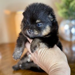 Sabrina - Black and tan female Pomeranian puppy in Kilgore, Texas from 5 Star Poms