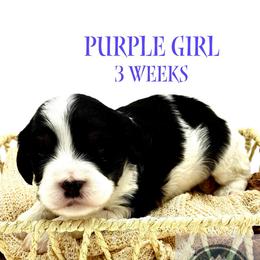 Purple Girl - Tri-color female Cavapoo puppy in Travelers Rest, South Carolina from Bailey Mountain Doodles