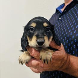 Dan - Black and cream male Dachshund puppy in Altus, Oklahoma from Johnson Prairie Pups