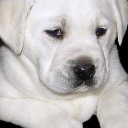 Labrador Retrievers from Lowe's Labs