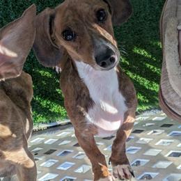 4 clancy - Brindle male Dachshund puppy in Central Point, Oregon from MRS Long Dog Ranch